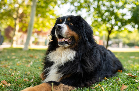 伯恩山犬的壮丽标本图片