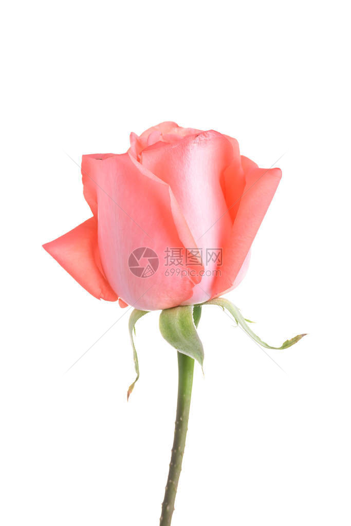 孤立在白色背景上的橙色玫瑰花图片