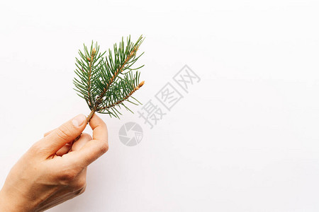 白色背景上的圣诞新鲜云杉枝简约的概念平躺图片