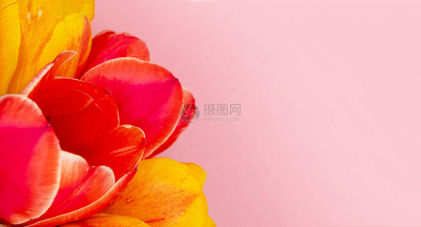 红色郁金香与白色背景特写图片