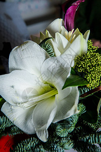 白色和奶油李紫红花和新鲜绿菜制成的图片