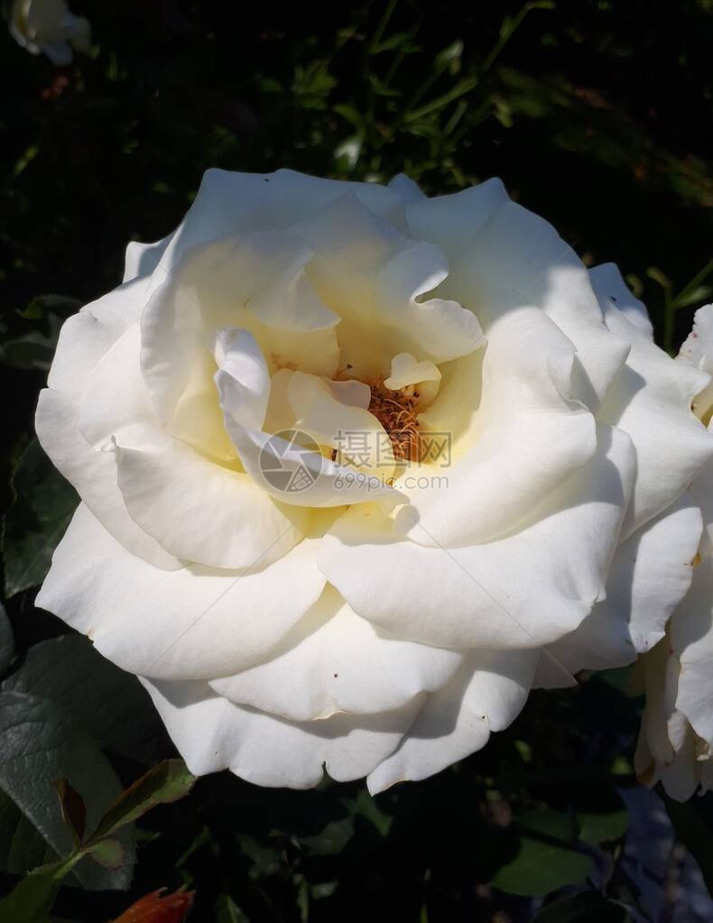 白色的玫瑰为一图片