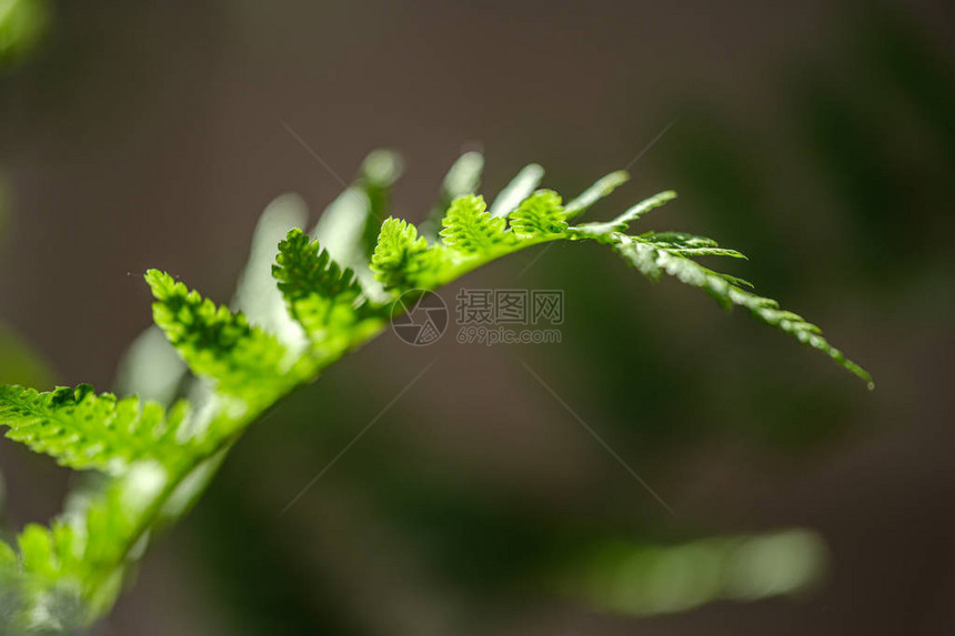 小白花和蕨叶在绿色模糊背景上的组成图片