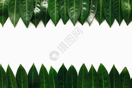 绘制白色背景复制文本空间的绿叶自然叶子图片
