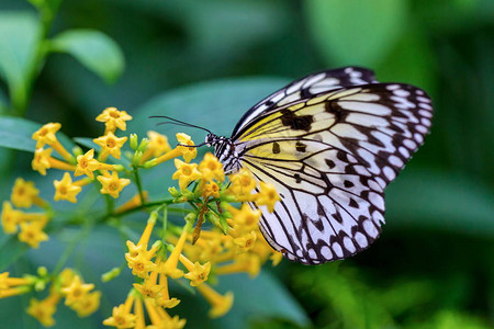 以黄色野花为食的宣纸蝴蝶图片