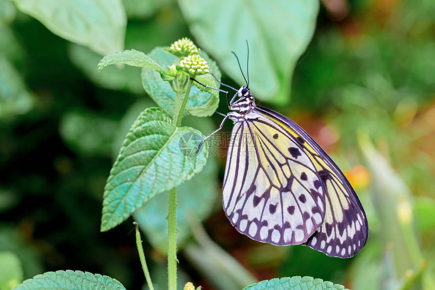 纸风筝水稻纸或大树尼姆夫特别以其出现在蝴蝶屋和活的蝴蝶博览会中而闻名图片