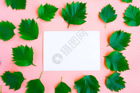 明亮的新鲜绿色叶子图案和粉红色柔和背景上的白色样机空白背景图片