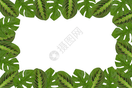 自然框架热带叶子龟背竹图片