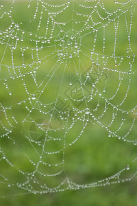蜘蛛网的雨滴在蜘蛛网上在绿色背景下蜘图片