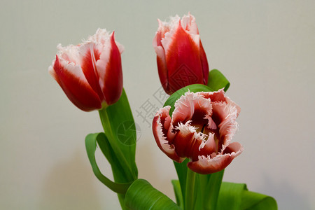 浅色背景上的白色和红色郁金香郁金香是百合科多年生球茎植物的背景图片