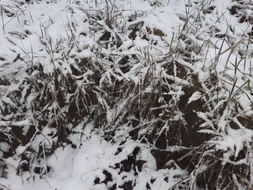 草和地面霜冻的第图片