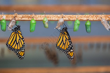 在蝴蝶温室里悬挂蝴蝶和茧蝴蝶化蛹图片