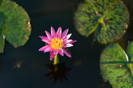 深色背景池塘上的粉红莲花或睡莲图片