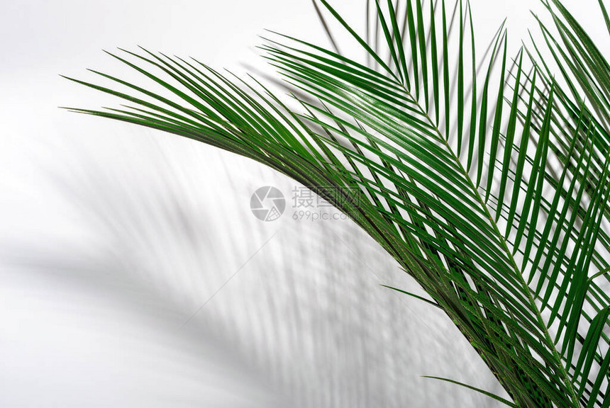 绿棕榈叶及其在白墙上的阴影热带绿图片
