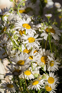 美丽的白色雏菊花束与来自太阳的阴影节日贺卡的照片母亲节图片