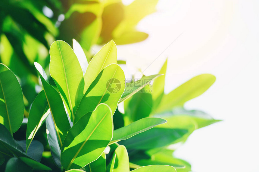 花园生态中阳光模糊背景下的天然绿叶鲜树在自然森林中特写美丽植物图片