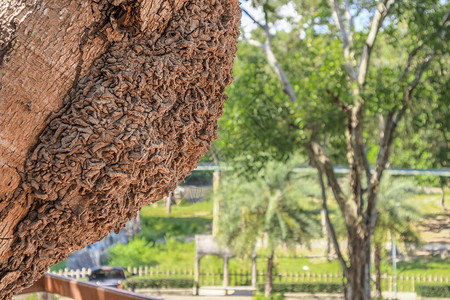 白蚁在老树上筑巢图片