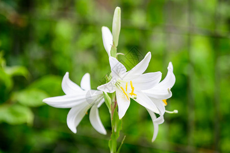 许多精致的百合或百合植物的大白花图片