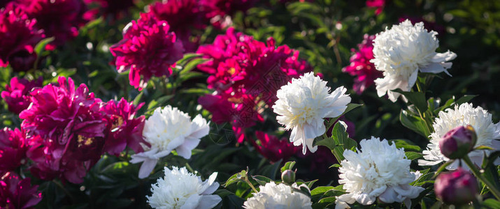 花园中盛开的白色和粉红色牡丹的柔和焦点图像选择背景图片