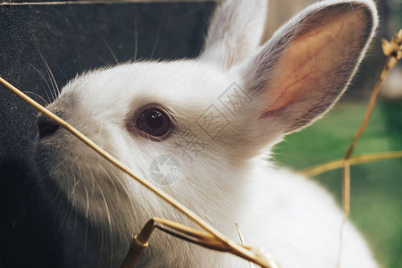 美丽的白兔在稻草上干图片