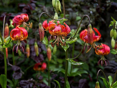 虎百合Liliumlancifolium与雨滴在夏天开花背景图片