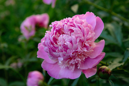 花园里盛开的粉红色牡丹图片