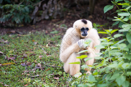 孤单的Gibbon图片