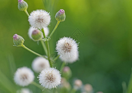 农村花园圃中含有白毛芽种子和芽子的开花植物图片