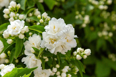 Philadelphus的白色花朵图片