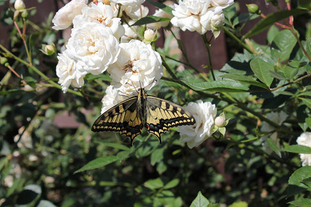 美丽的蝴蝶坐在夏日花园的背景图片