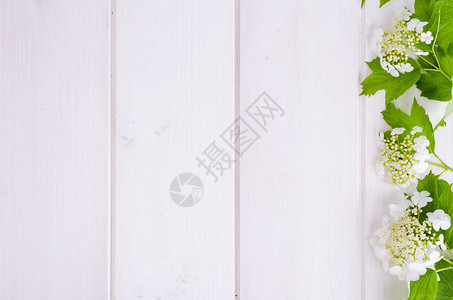 荚蒾的白色花序与孤立的绿叶工作室照片图片