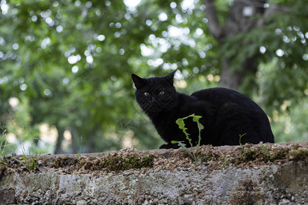 花园墙上的黑猫绿图片