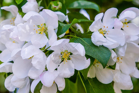 春花园树枝上的白苹果花朵鲜花图片