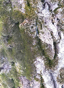 一棵白桦树的纹理与被盖的青苔的图片