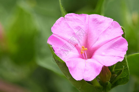 秘鲁奇迹Mirabilisjalapa在花园里绽放美丽的花朵高分辨率图片