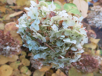 有干白花的秋天灌木图片