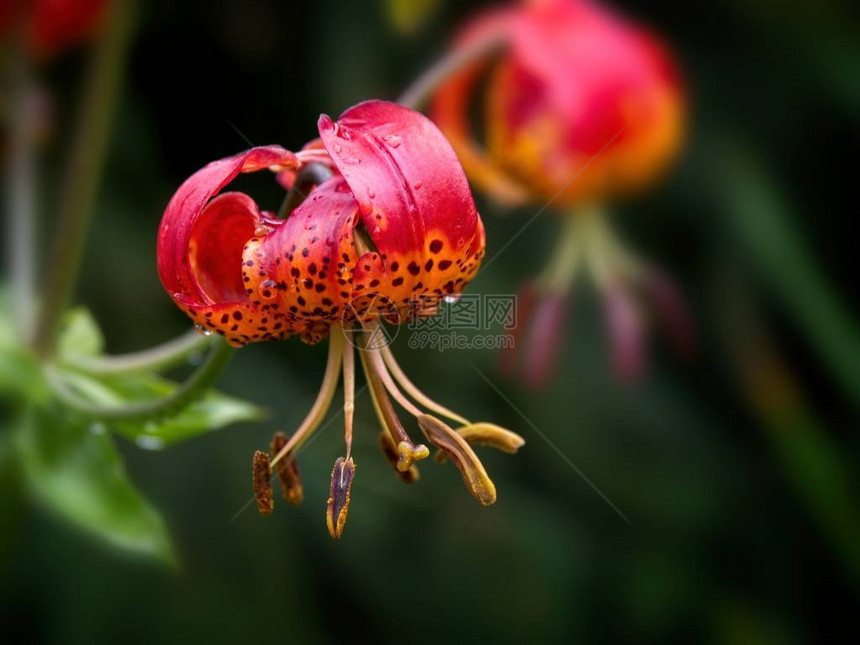 虎百合Liliumlancifolium与雨滴在夏天开花图片