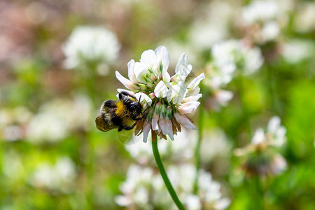 一只蜜蜂在白色三叶花上收集花蜜自然背景作图片