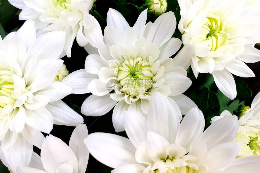 白花菊美丽的花朵图片