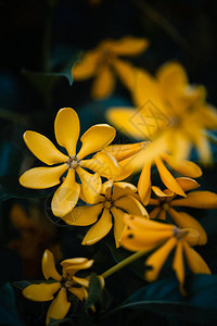 黄色花朵在暗色调中关闭图片