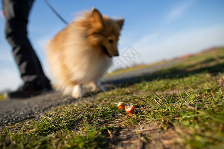 在狗诱饵前面的设得兰群岛牧羊犬图片