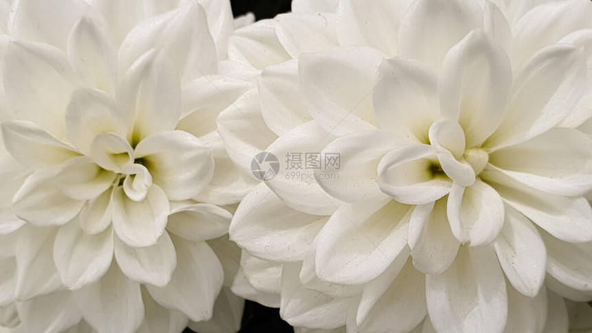 白色大丽花菊图片