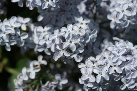 春天花园里有丁香花的树枝图片