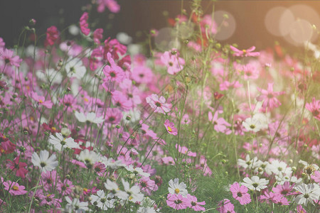 粉红色的波斯菊花盛开的波斯菊花田图片