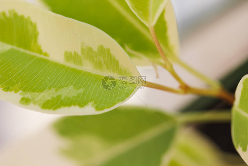 植物作为家居装饰图片