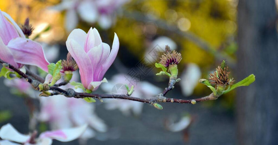 春天的粉红色玉兰花图片