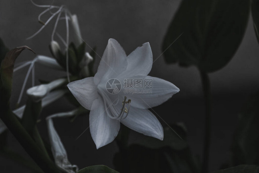 开花的白色百合花园植物的宏观照片图片