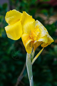 Lily是Lily家族Liliciceae植物的基因组图片