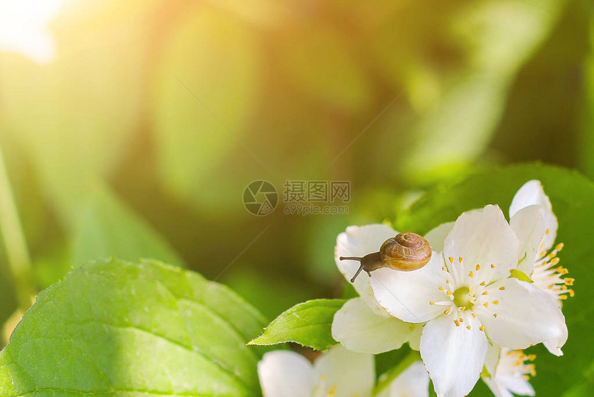 白茉莉花上的小蜗牛鲜绿图片