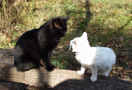 花园背景中的黑猫和白猫图片